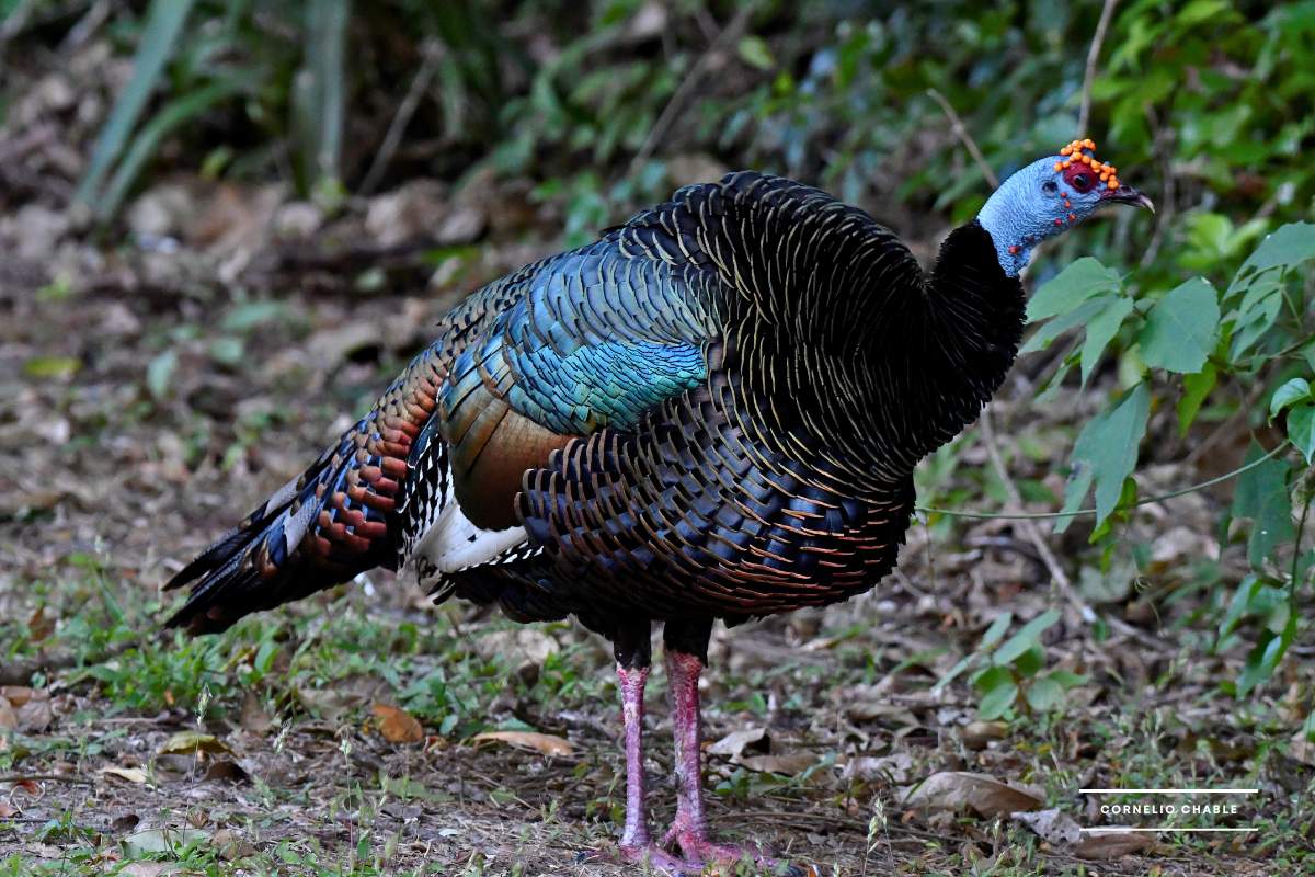 Senderismo guiado pavo ocelado