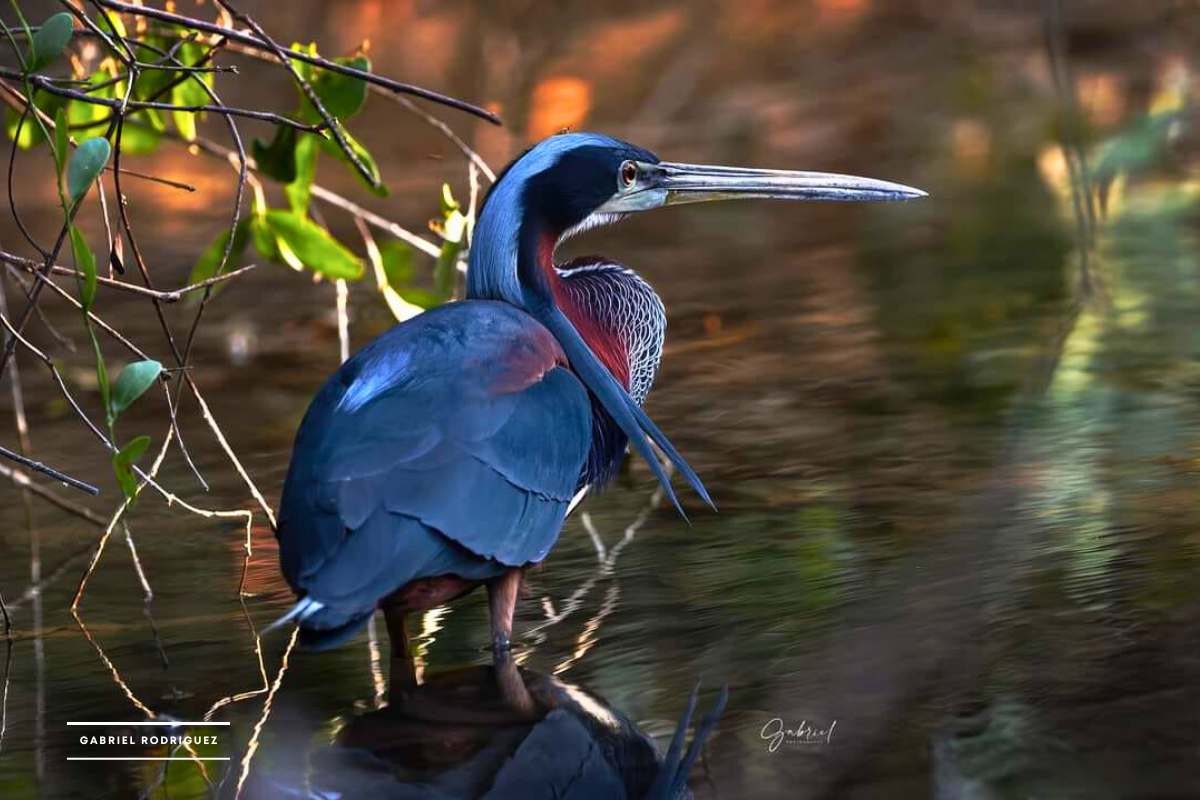 Tour de aves endemicas regionales