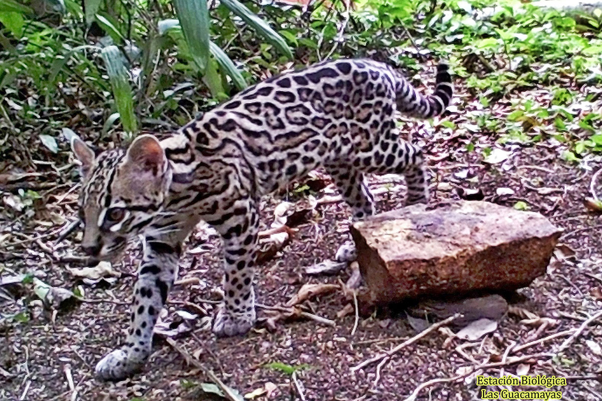 Leopardus pardalis expedicion de vida silvestre