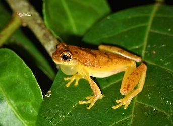 Dendropsophus microcephalus