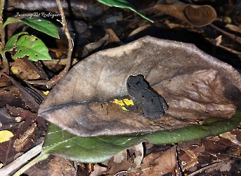 Incilius valliceps-juvenil