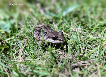 Leptodactylus fragilis