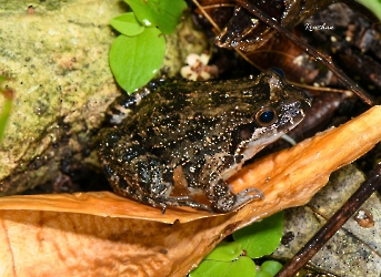 Leptodactylus melanolotus