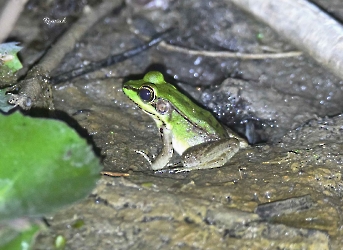 Lithobates vaillanti