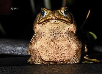 Rhinella horribilis