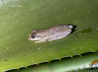 Scinax staufferi