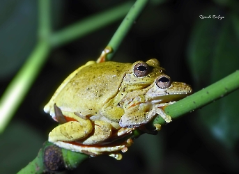 Anfibios