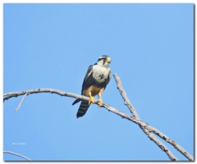 Aplomado Falcon