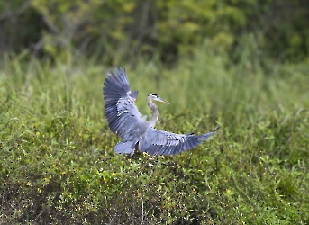 Aves
