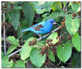 Azulejo Indigo_Passerina cyanea