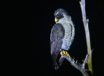 Black-and-white Owl