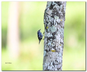 Black-and-white Warbler-Mniotilta varia