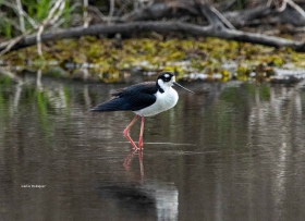 black-neck Stilt