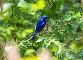 Blue Bunting