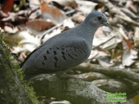 Blue Ground Dove-estacion-biologica-las-guacamayas