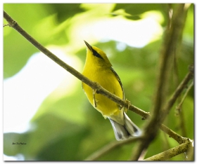 Blue Winged Warbler