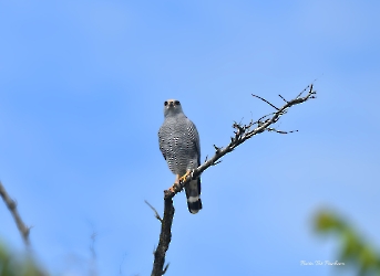 Gray Hawk