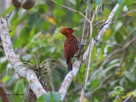 Chesnut-colored Woodpecker
