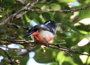 Gray-throated Chat