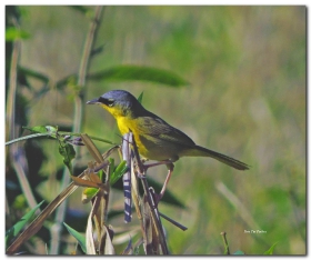 Gray crowned Yellowthroat