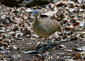 Great Tinamou