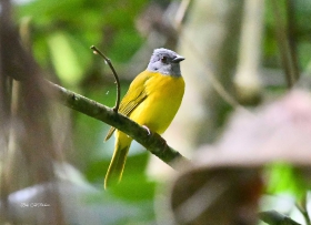 Grey-headed Tanager