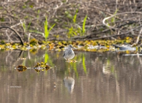 Lesser Yellowlegs
