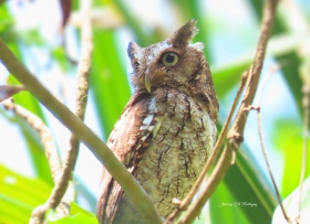 Middle American Screech-Owl