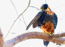 Orange-breasted Falcon