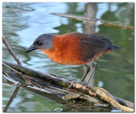 Ruddy Crake_Laterallus ruber