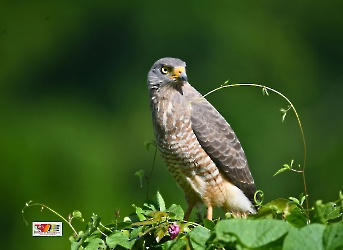 Rupornis_magnirostris