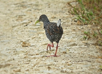 Spotted Rail