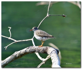 Spotted Sandpiper