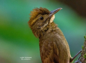 Tawny-winged Woodcreeper