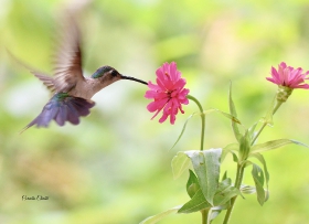 Wedge-tailed Sabrewing