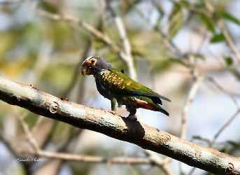 White-crowned Parrot