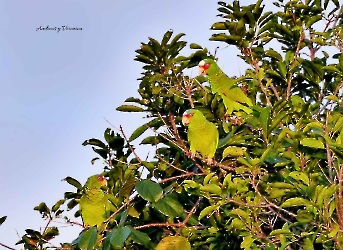 White-fronted Amazon