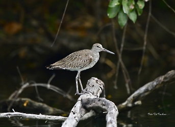 Willet