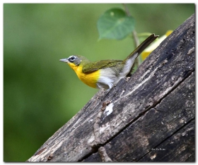 Yellow-breasted Chat