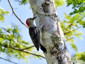 yucatan woodpecker