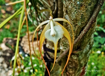 Brassavola cucullata