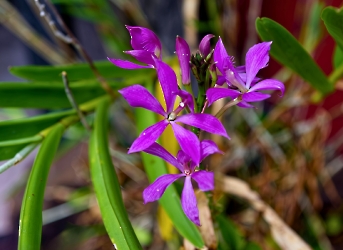 Epidendrum flexuosum