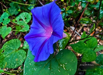 Ipomoea indica