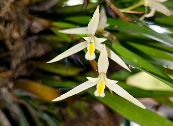 Nidema boothii