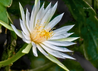 Selenicereus undatus 