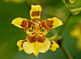 Flora