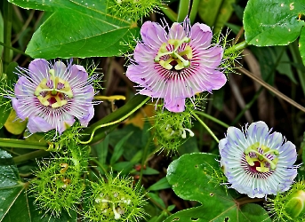 Passiflora Foetida