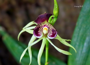 Prosthechea cochleata