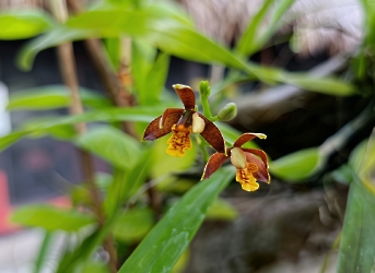 Prosthechea livida