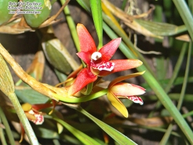 Flores de la selva